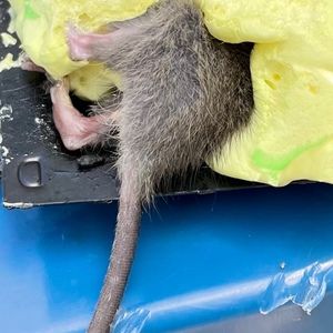 Meet your Posher, Posh